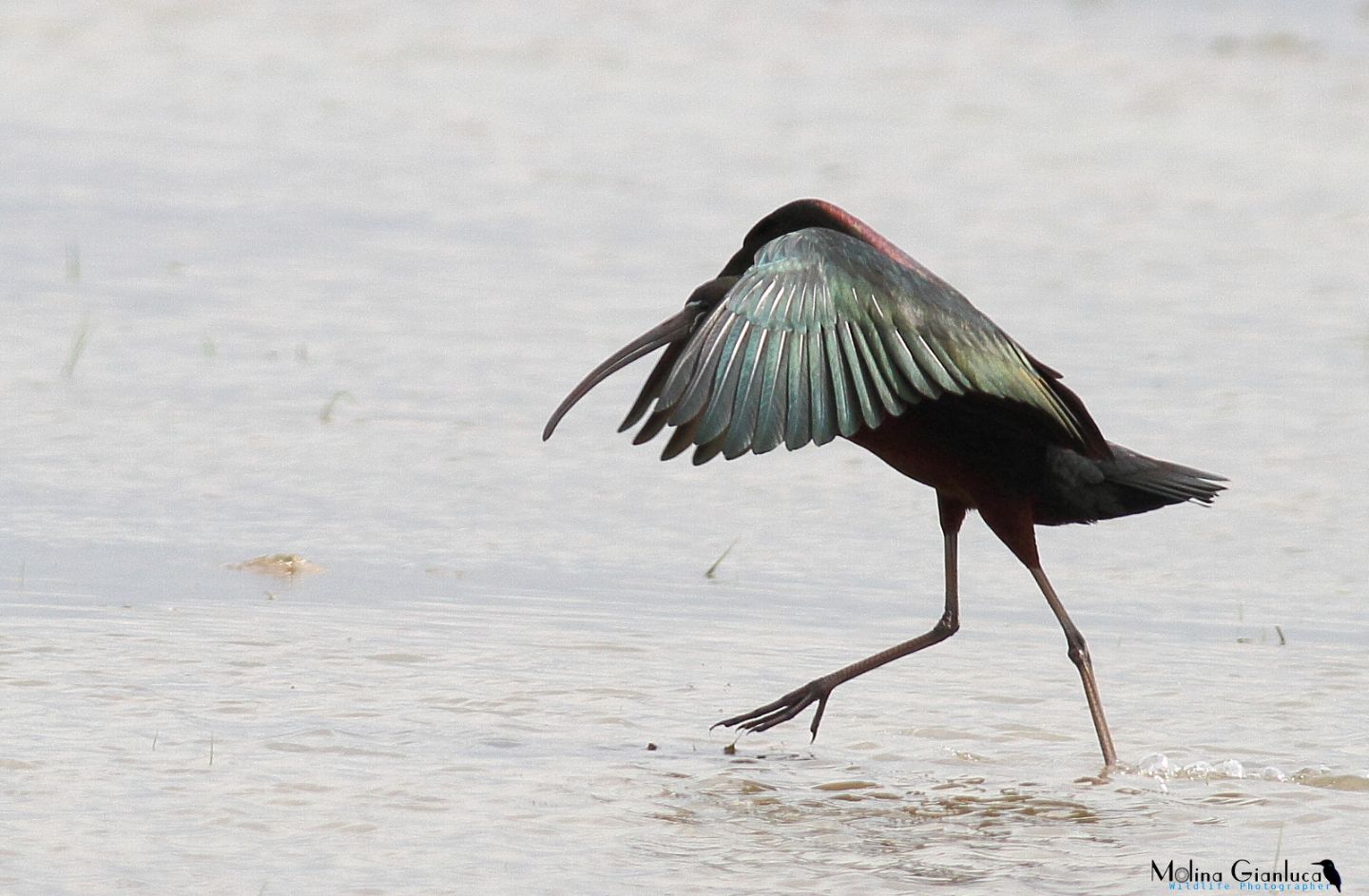 Il Balletto del Mignattataio  (Plegadis falcinellus)